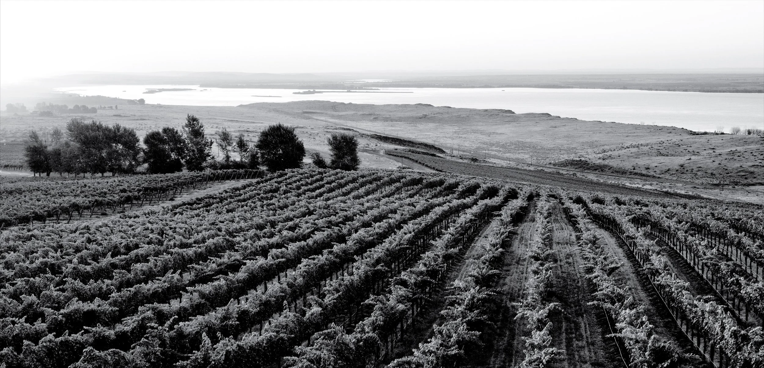 The Originals Washington Wine — Washington Syrah
